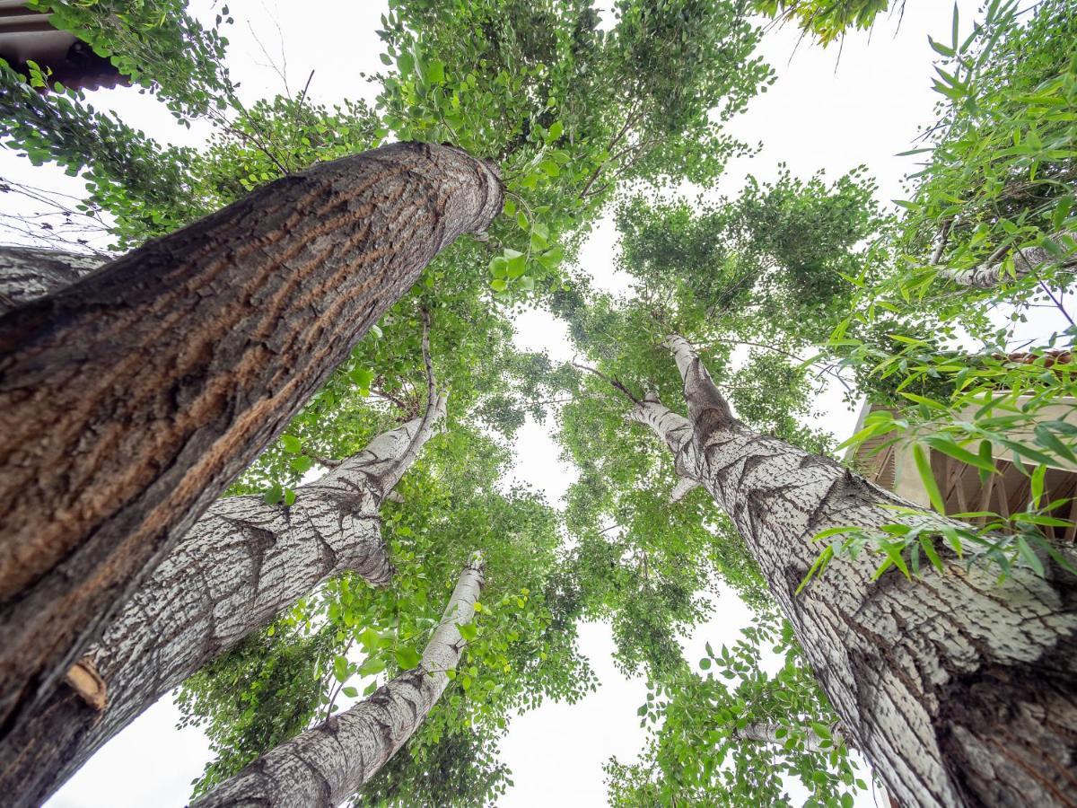 Menlyn Boutique Hotel Pretoria-Noord Extérieur photo Trees in the forest